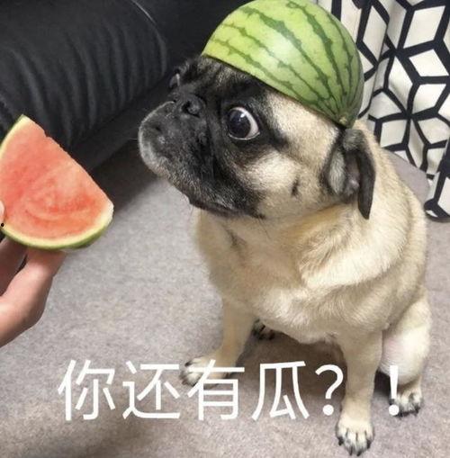 坐等吃瓜表情包,揭秘网络表情包的魅力