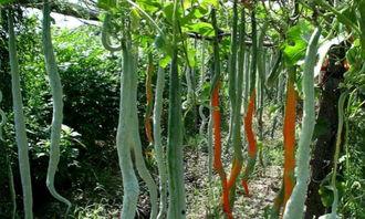 娱乐吃瓜酱竹子的生长速度,吃瓜酱竹子成焦点