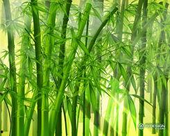 娱乐吃瓜酱竹子的生长速度,吃瓜酱竹子成焦点