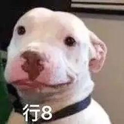 娱乐圈吃瓜小狗