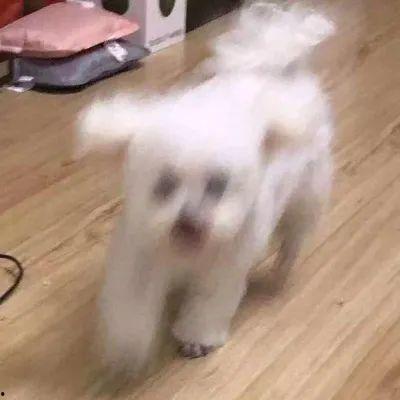 娱乐圈吃瓜小狗