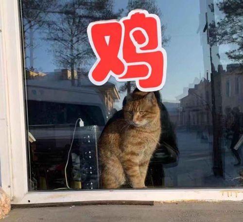 娱乐圈吃瓜小狗