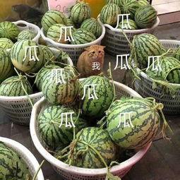 娱乐场吃瓜,揭秘明星们的“吃瓜”日常